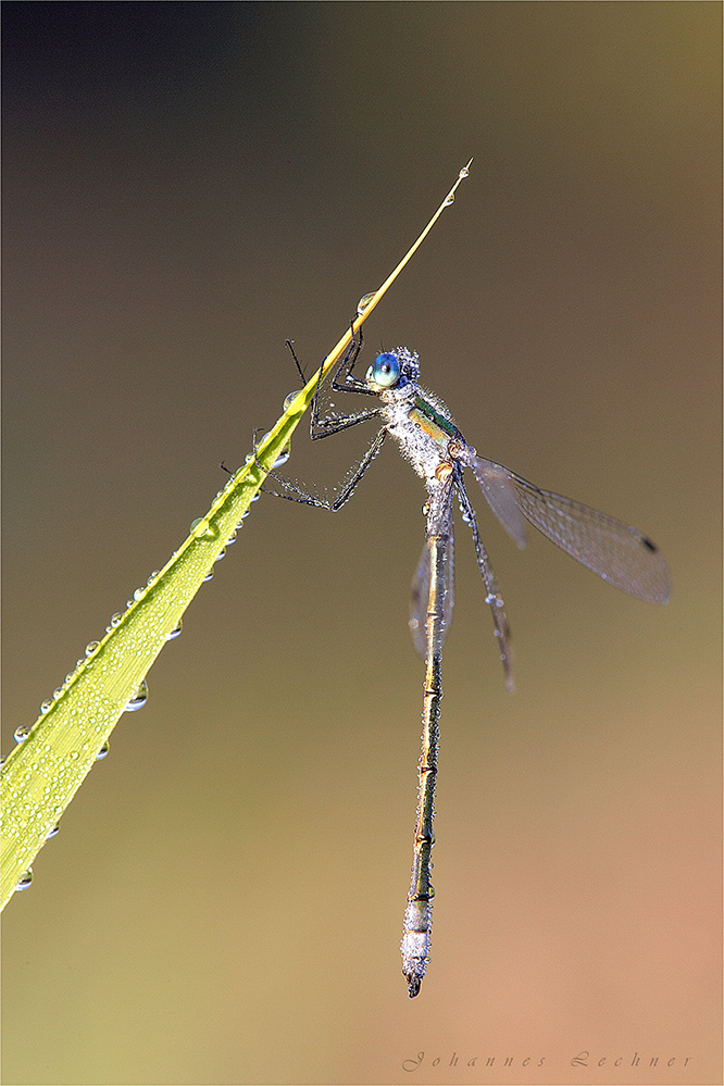 Gemeine Binsenjungfer (Lestes sponsa)