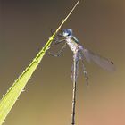 Gemeine Binsenjungfer (Lestes sponsa)