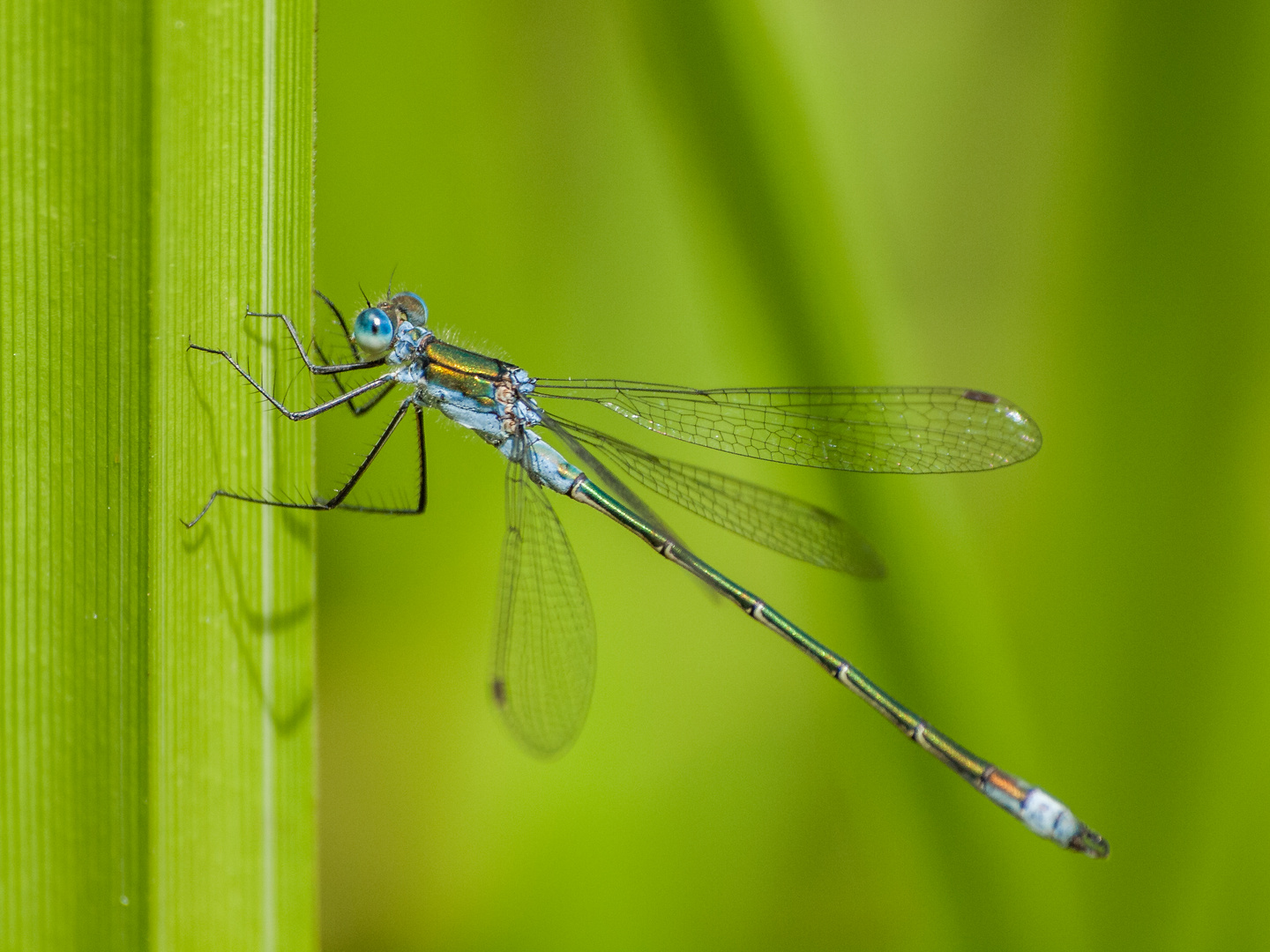 Gemeine Binsenjungfer (Lestes sponsa)