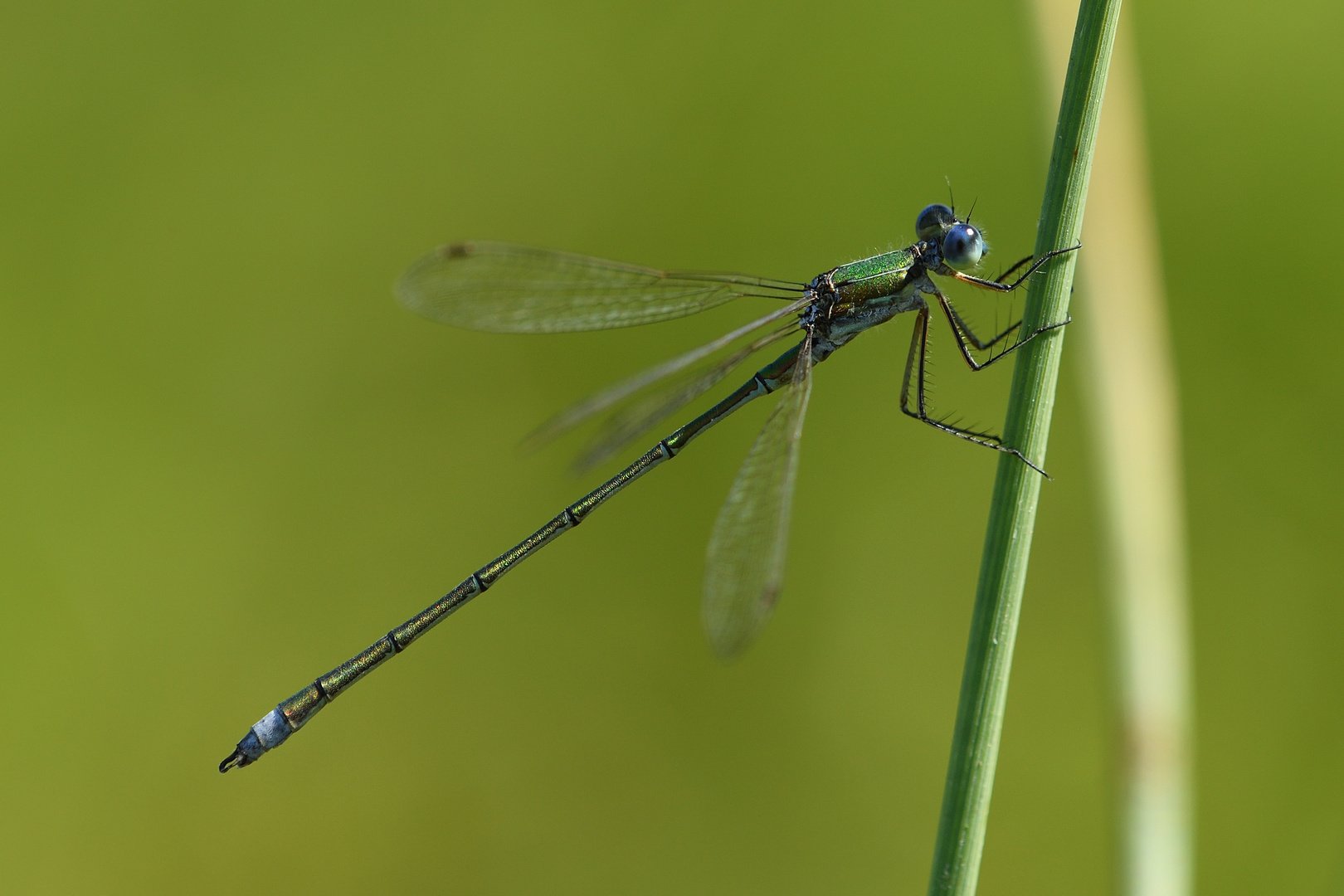 Gemeine Binsenjungfer (Lestes sponsa) 89-2016 GB1_7595-1