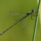 Gemeine Binsenjungfer (Lestes sponsa) 89-2016 GB1_7595-1