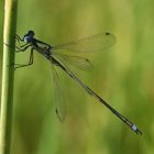 Gemeine Binsenjungfer (Lestes sponsa) 90-2016 GB1_7613-1