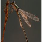 Gemeine Binsenjungfer (Lestes sponsa)