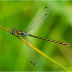 Gemeine Binsenjungfer - Lestes sponsa