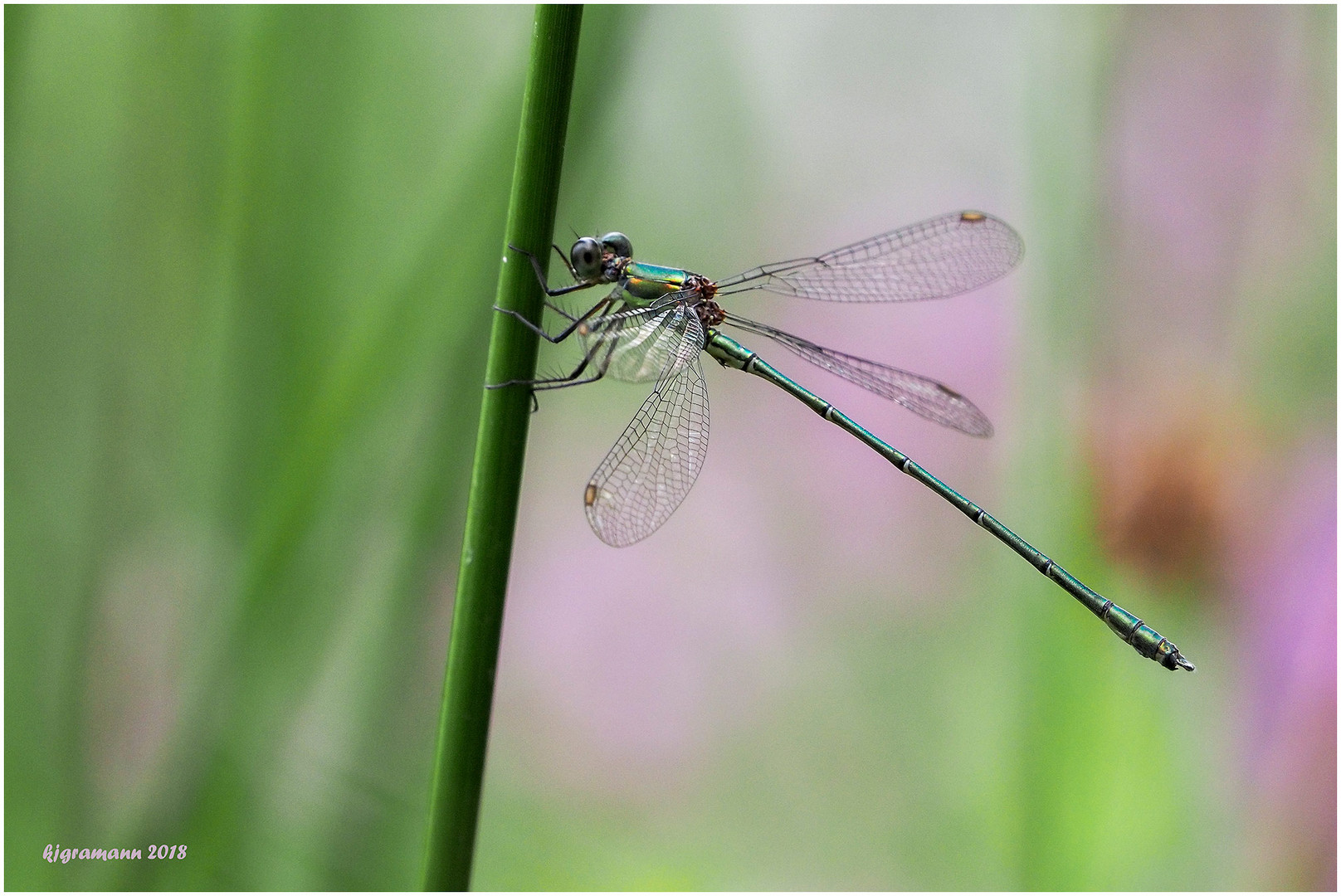 gemeine binsenjungfer (lestes sponsa).....