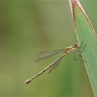 Gemeine Binsenjungfer (Lestes sponsa) 