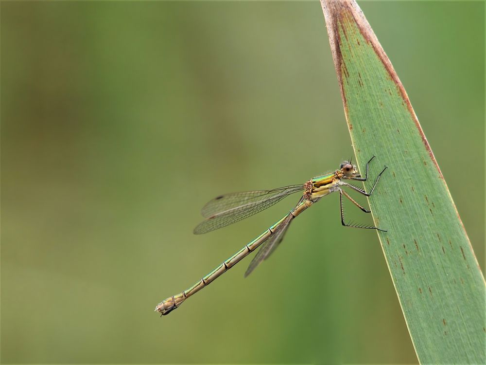 Gemeine Binsenjungfer (Lestes sponsa) 