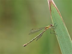 Gemeine Binsenjungfer (Lestes sponsa) 