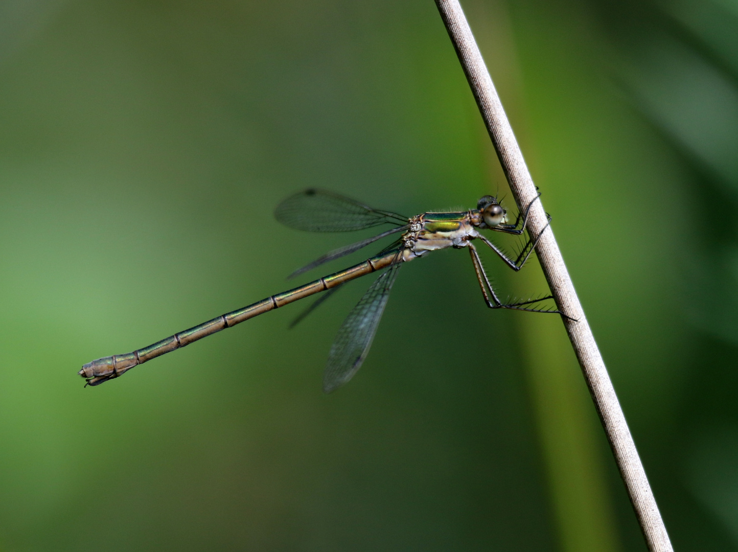 Gemeine Binsenjungfer, Lestes sponsa