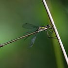 Gemeine Binsenjungfer, Lestes sponsa