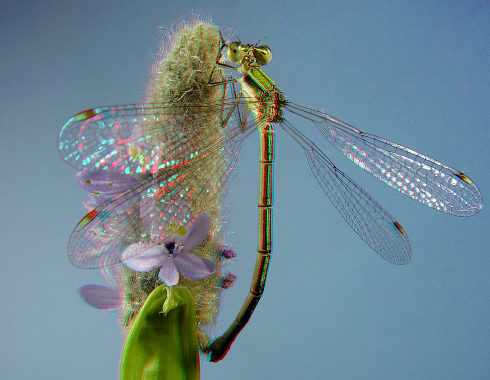 Gemeine Binsenjungfer (Lestes sponsa)