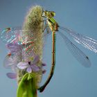 Gemeine Binsenjungfer (Lestes sponsa)