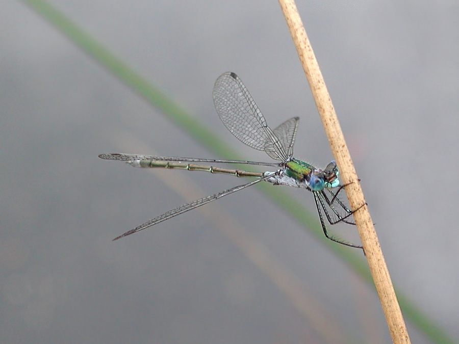 Gemeine Binsenjungfer (Lestes sponsa)