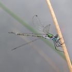 Gemeine Binsenjungfer (Lestes sponsa)