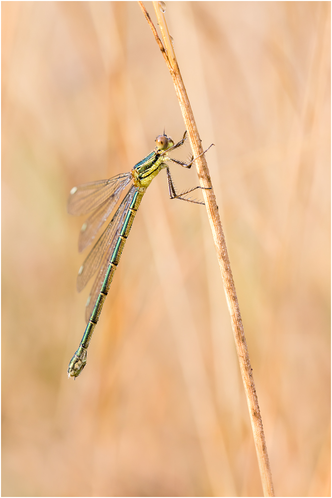 Gemeine Binsenjungfer (Lestes sponsa) I/15