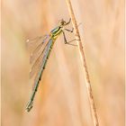 Gemeine Binsenjungfer (Lestes sponsa) I/15