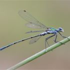 Gemeine Binsenjungfer (Lestes sponsa) Männchen