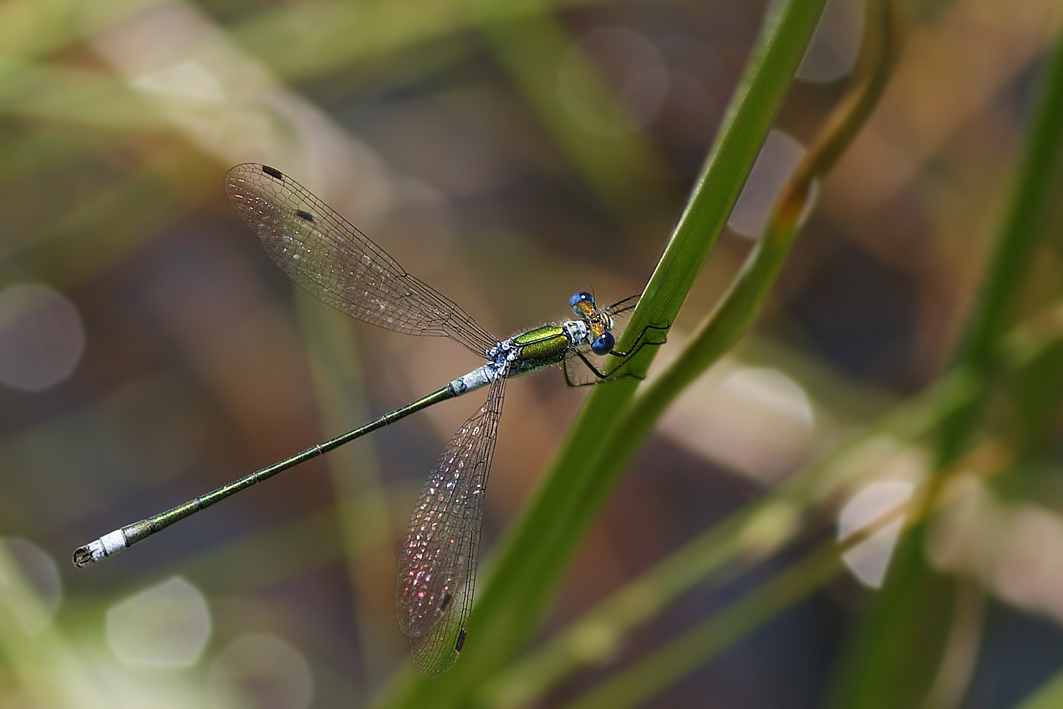 Gemeine Binsenjungfer (Lestes sponsa), Männchen