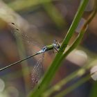 Gemeine Binsenjungfer (Lestes sponsa), Männchen