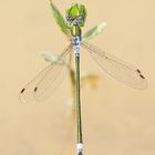 Gemeine Binsenjungfer (Lestes sponsa), Männchen