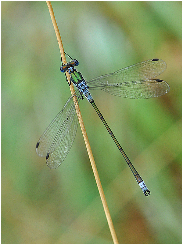 Gemeine Binsenjungfer (lestes sponsa) - Männchen