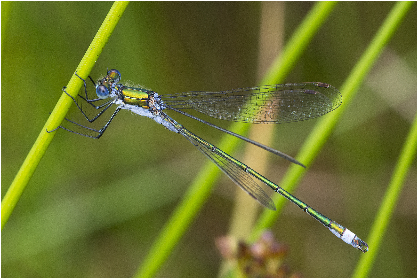 Gemeine Binsenjungfer - Lestes sponsa - männlich 