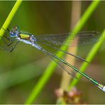 Gemeine Binsenjungfer - Lestes sponsa - männlich 