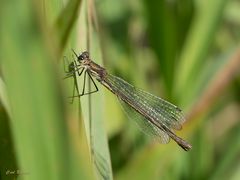 Gemeine Binsenjungfer (Lestes sponsa), Weibchen