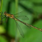 Gemeine Binsenjungfer - Lestes sponsa - weiblich