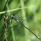 Gemeine Binsenjungfer(Lestes sponsa)