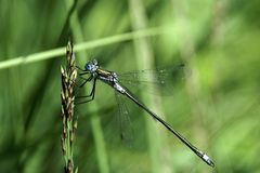 Gemeine Binsenjungfer(Lestes sponsa)