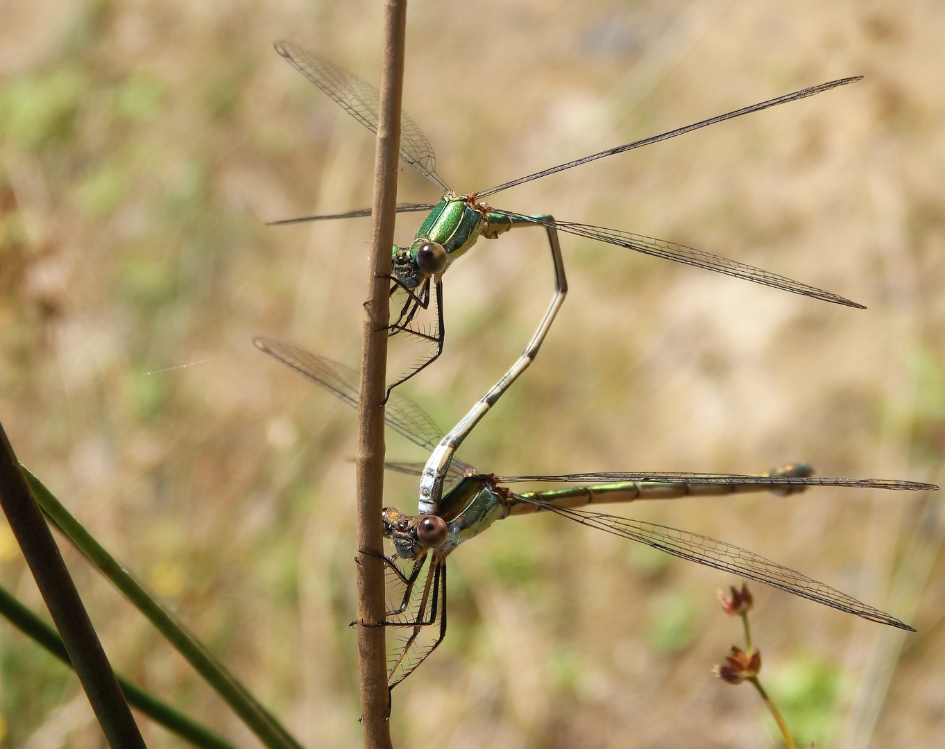 Gemeine Binsenjungfern (Lestes sponsa) bei der Paarung