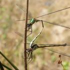 Gemeine Binsenjungfern (Lestes sponsa) bei der Paarung