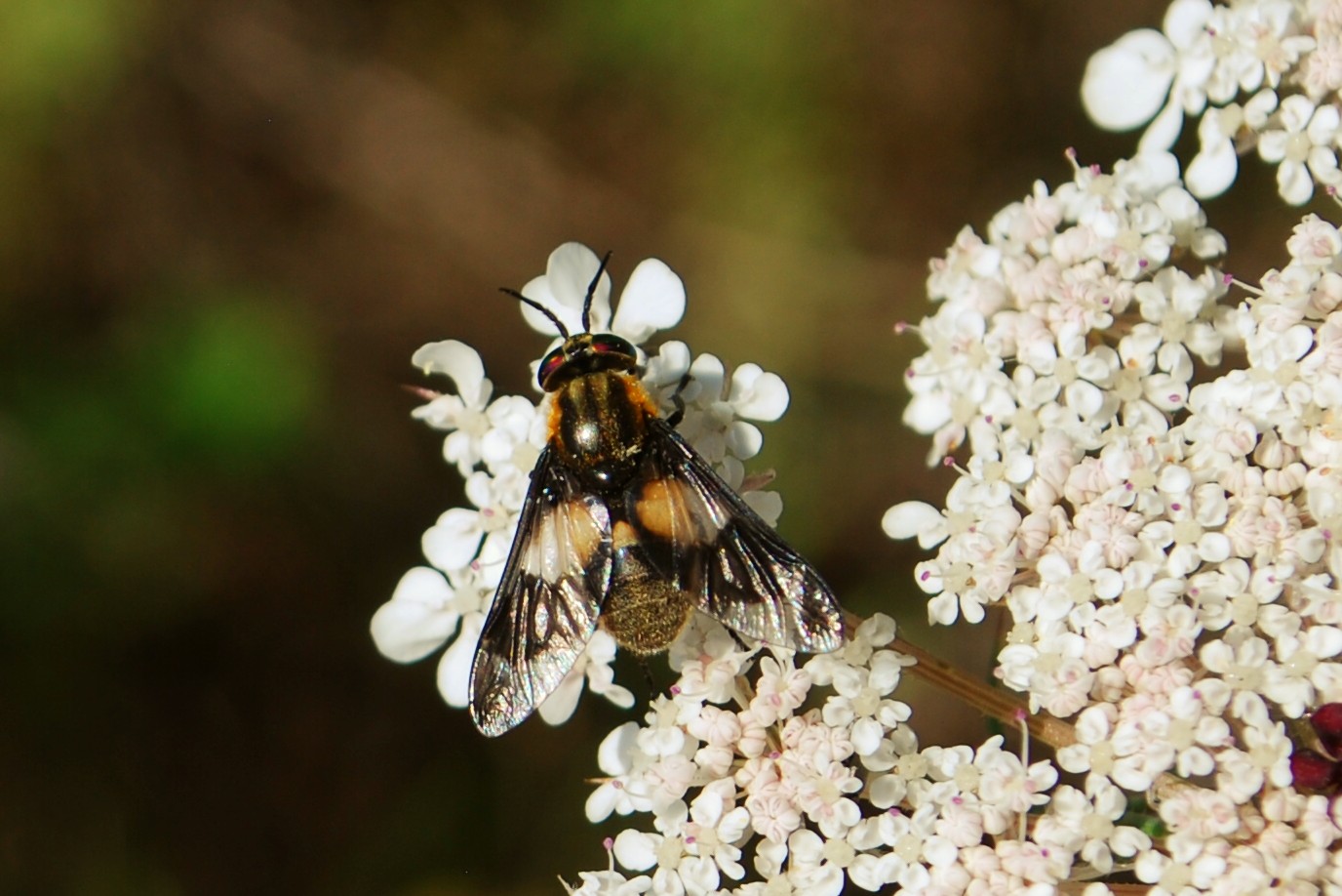 Gemeine Blindbremse (Chrysops caecutiens)