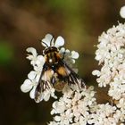 Gemeine Blindbremse (Chrysops caecutiens)