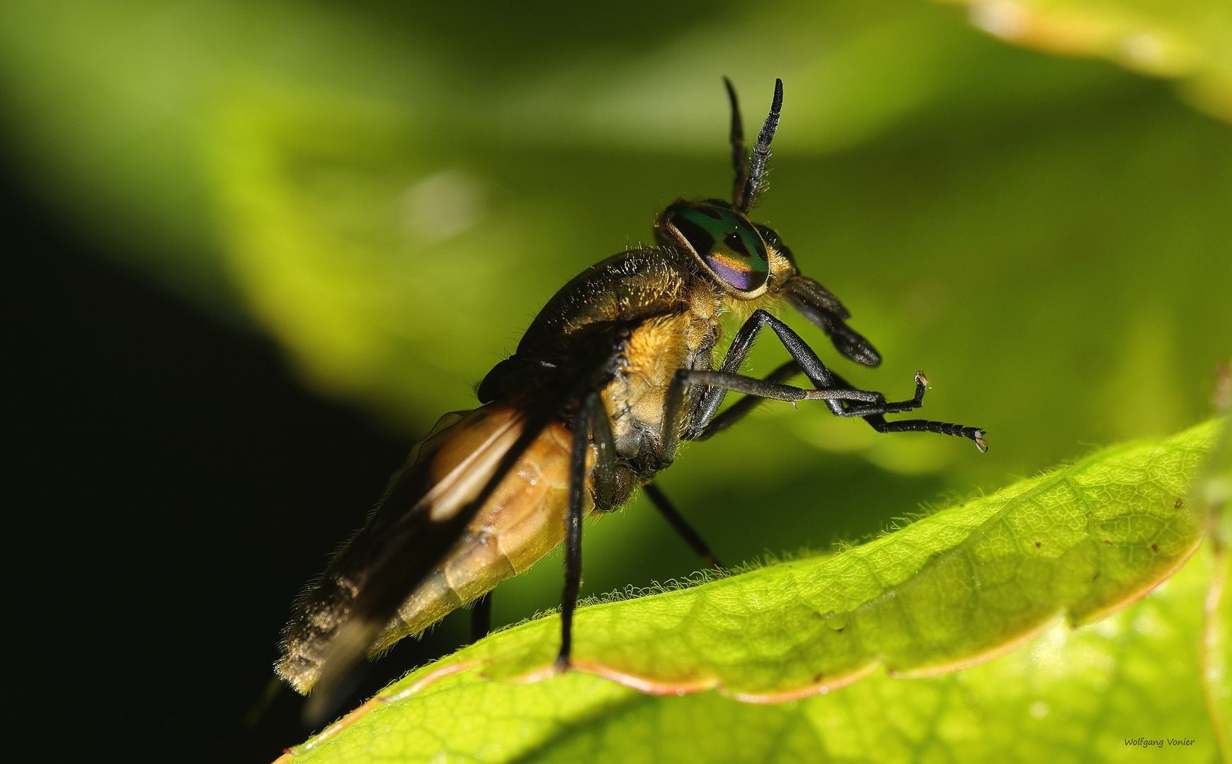 Gemeine Blindbremse-Chrysops caecutiens