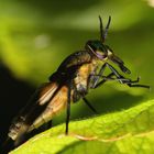 Gemeine Blindbremse-Chrysops caecutiens