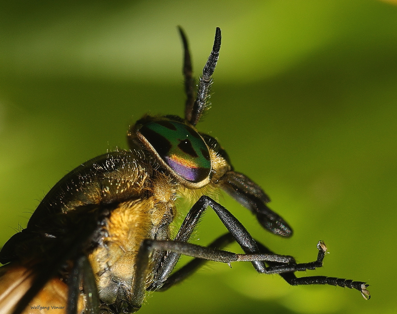 Gemeine Blindbremse-Chrysops caecutiens