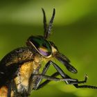 Gemeine Blindbremse-Chrysops caecutiens