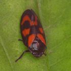 Gemeine Blutzikade (Cercopis vulnerata)