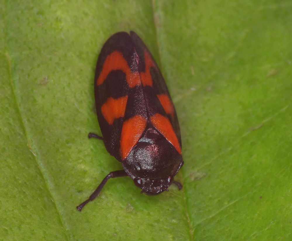 Gemeine Blutzikade (Cercopis vulnerata)