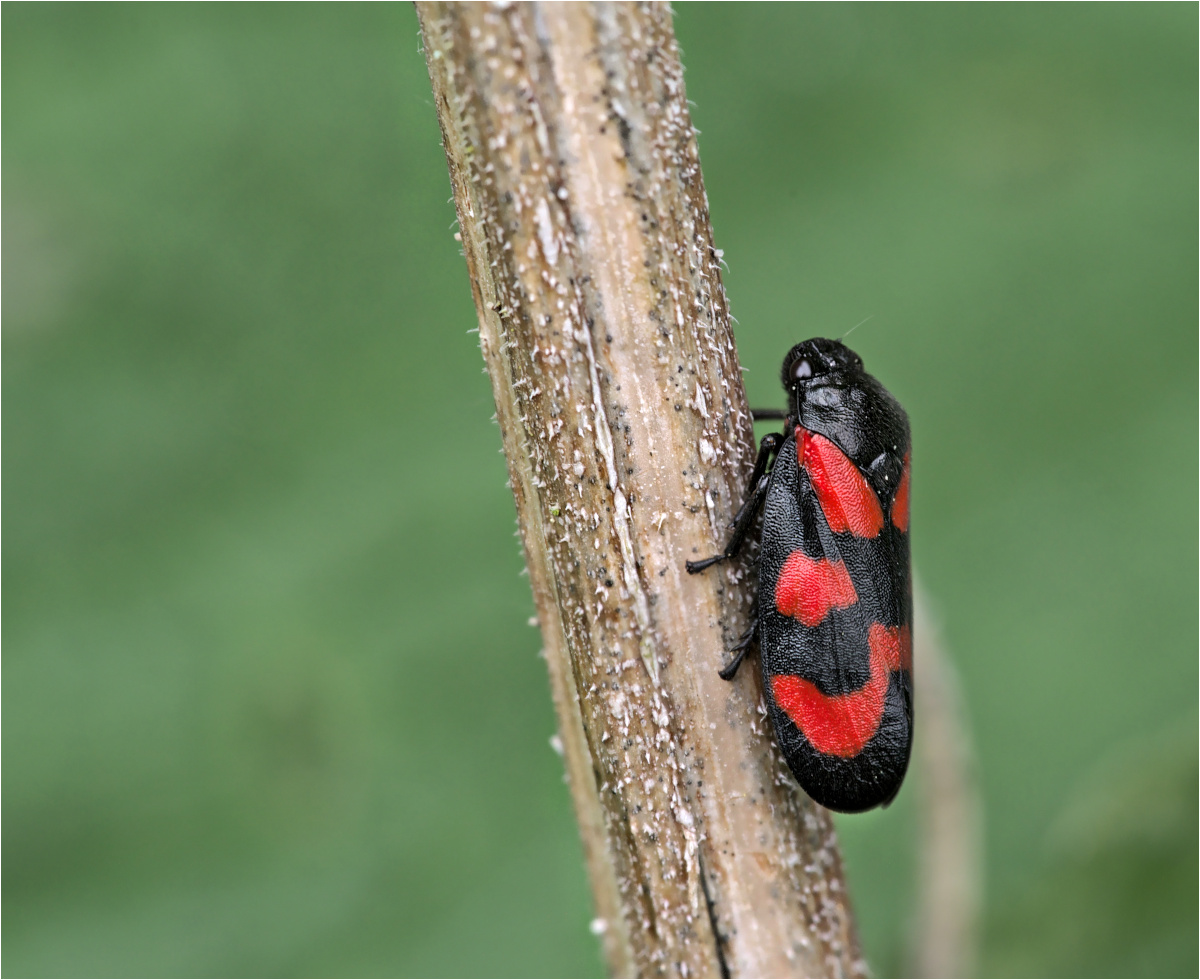 Gemeine Blutzikade (Cercopis vulnerata)