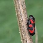 Gemeine Blutzikade (Cercopis vulnerata)