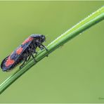 gemeine blutzikade (cercopis vulnerata) .....