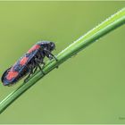 gemeine blutzikade (cercopis vulnerata) .....