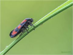 gemeine blutzikade (cercopis vulnerata) .....