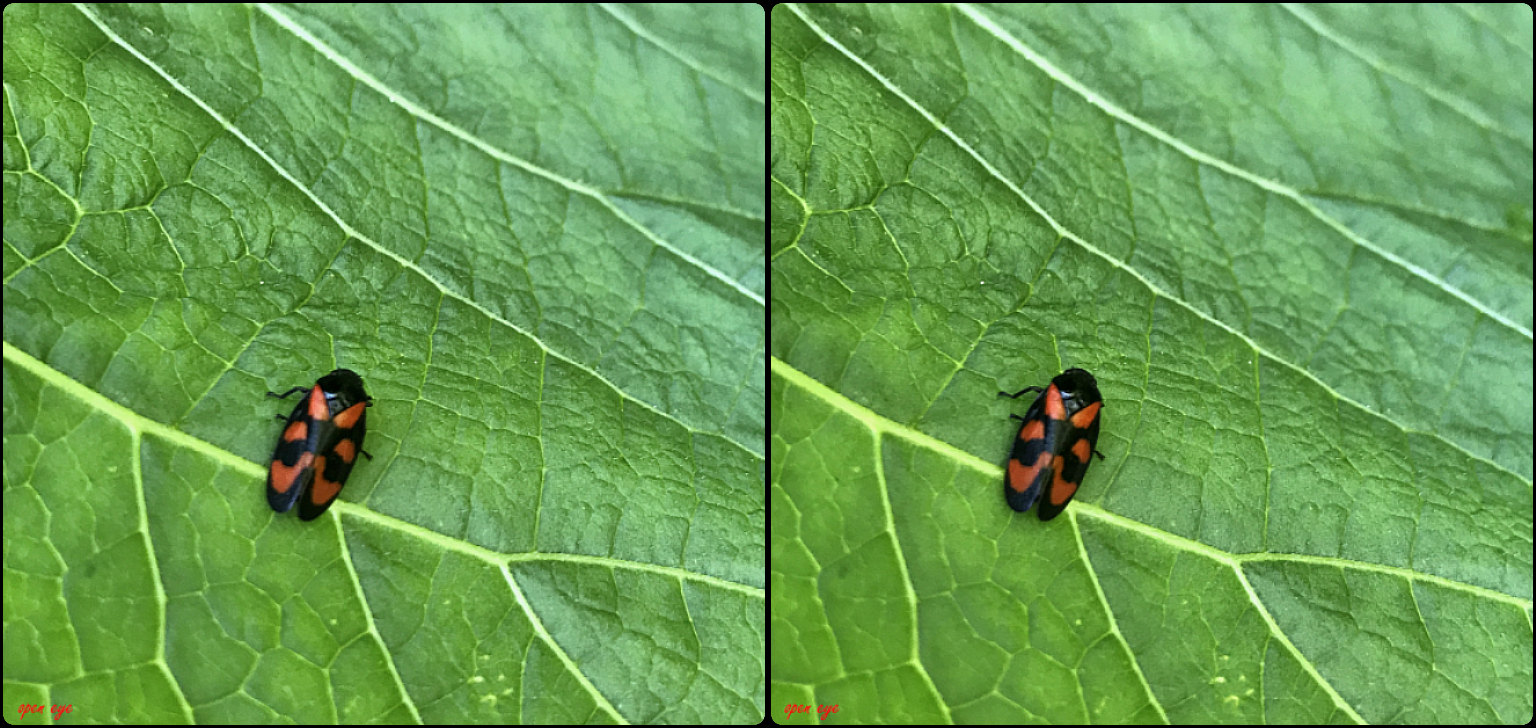  Gemeine Blutzikade (Cercopis vulnerata) - 3D Kreuzblick