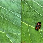  Gemeine Blutzikade (Cercopis vulnerata) - 3D Kreuzblick