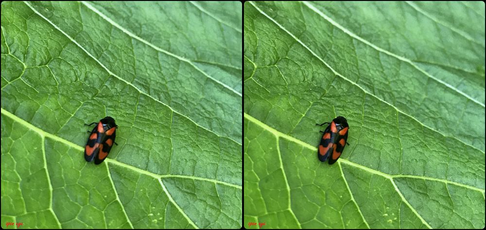  Gemeine Blutzikade (Cercopis vulnerata) - 3D Kreuzblick