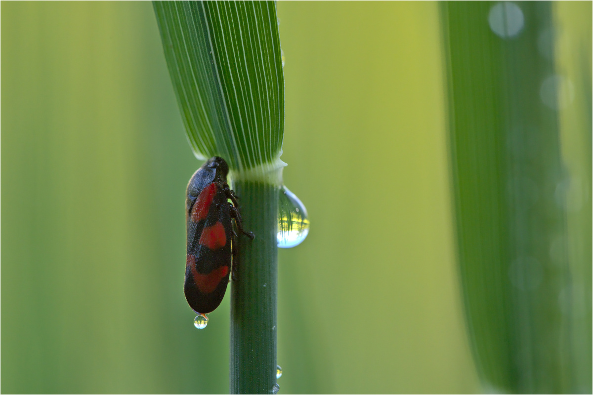 Gemeine Blutzikade (Cercopis vulnerata)